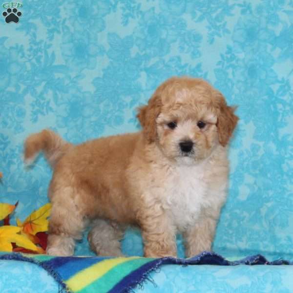 Marble, Shih-Poo Puppy